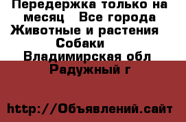 Передержка только на месяц - Все города Животные и растения » Собаки   . Владимирская обл.,Радужный г.